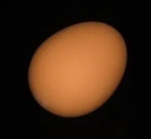 ���������ޤ����㿧�� / Super Rubber Egg (Brown)