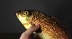 �ڥȥ��ץ����������ä��㤦���ۥ��᡼���󥰡��ե��å��塧28cm / Appearing Fish (28cm)