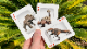 ڸ۶εǥå / Bicycle Dinosaur Playing Cards
