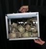 Tora Glassy Briefcase(Ʃ���֥꡼�ե�����)/���ꥸ�ʥ����ܱ߻���