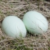 Super Wooden Egg(Duck egg)/�������ҥ�Υ��ޥ�
