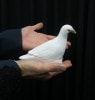 Rubber Dove/��С�ȷ