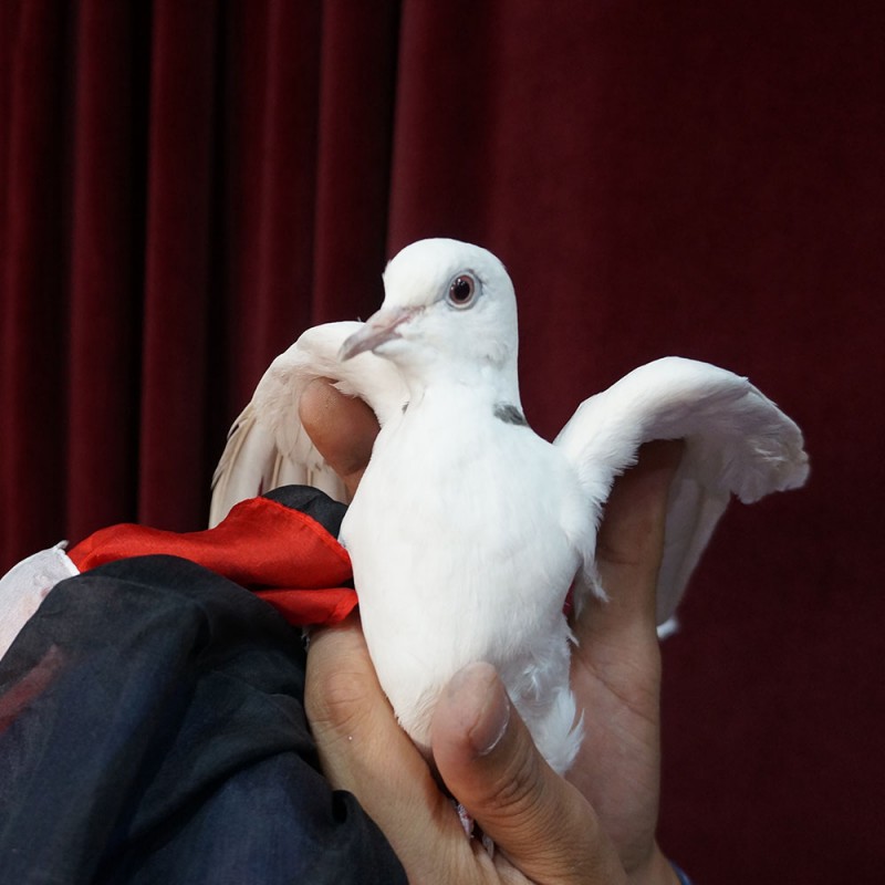 �ե����䡼��ǽ�դ������֥Хå�