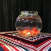 Magic Goldfish Bowl (Small)/��ˡ�ο��塦�ߥ˥�����