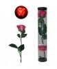D lite Rose - Extra Bright Version