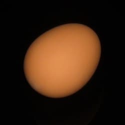 Super Rubber Egg (Brown)