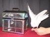 Crystal Dove Casket/���ꥹ���롦���֥������å�