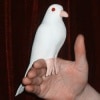 Dynamic Latex Dove/ꥴȷ