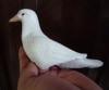 Living Latex Dove/ȷ
