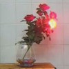 Lighting Roses Set - Remote Control/��⡼�ȥ���ȥ����룴�إ饤�ȥ�����