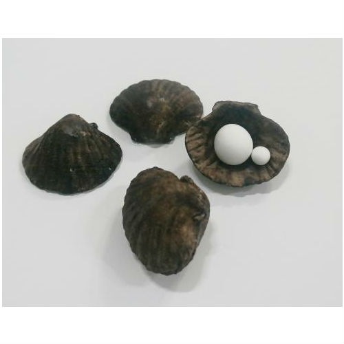 Shell game/�ꥢ�륷����(����)������