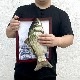 Fish from Frame/���и��ե졼��
