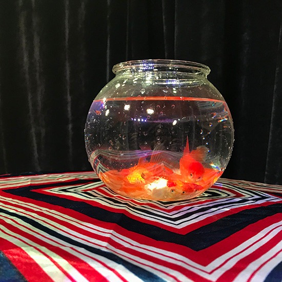 Magic Goldfish Bowl (Small)/��ˡ�ο��塦�ߥ˥�����