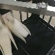 Catching Dove/����å��󥰡�����
