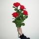 Lighting Roses Set - Remote Control/��⡼�ȥ���ȥ����룴�إ饤�ȥ�����