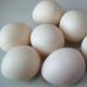 Super Plastic egg/�����ѡ��ץ饹���å����å�