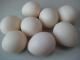 Super Plastic egg/�����ѡ��ץ饹���å����å�