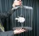 Appearing Bird Cage/���ԥ���󥰥С��ɥ�����(��������)