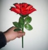 Slow Flowering Roses