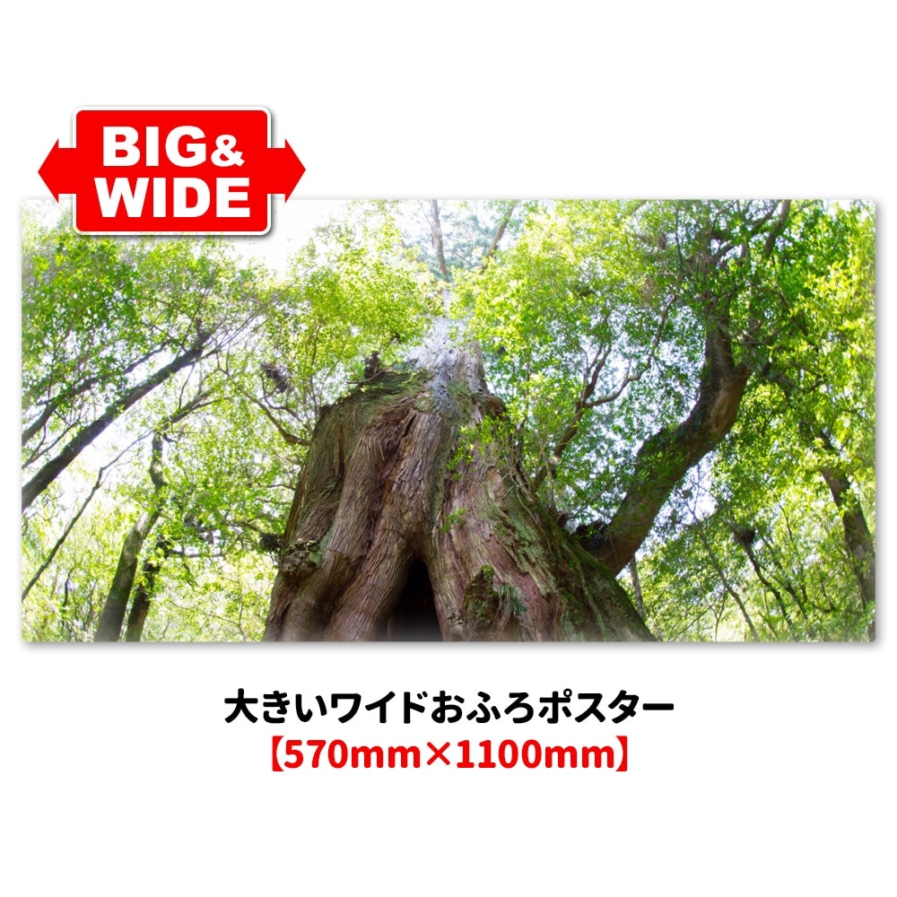 �礭���磻�ɤ���Ϥ�ݥ������ڲ��׿��ۥޥ��ͥåȥ��������������ظ�������̵����