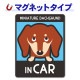�ߥ˥��奢���å����ե�� ���ࡼ�� ���󥫥顼 ���٤��ӿ���3���MINIATURE DACHSHUND IN CAR�ۼ֥ޥ��ͥåȥ��ƥå����ڤ椦�ѥ��å����������ǽ��