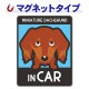 �ߥ˥��奢���å����ե�� ���� ���٤��ӿ���3���MINIATURE DACHSHUND IN CAR�ۼ֥ޥ��ͥåȥ��ƥå����ڤ椦�ѥ��å����������ǽ��