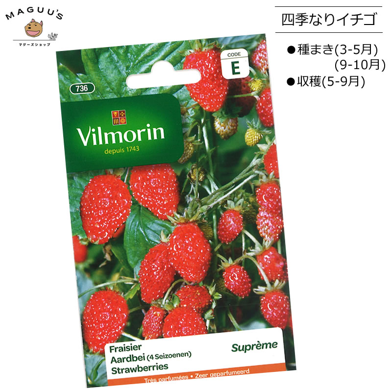 種まき(3-5月/9-10月) 四季なりいちごの種 Fraisier Aardbei