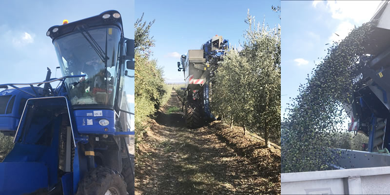 �ڥ��ե�Ȣ����2�ܥ��åȡۥ��껺 ��饪�꡼�֥����� ������ ALONSO �������ȥ�С����󥪥꡼�֥����� ��229g ����0.2%�ʲ� ���ʼ� ���ե� �ץ쥼���