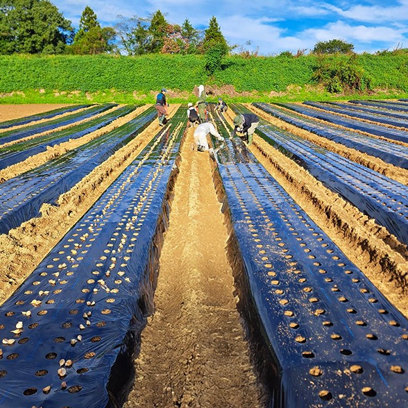 【国産・完全無添加】熟成黒ニンニク 粒300ｇ