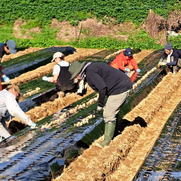 【定期便／送料無料】熟成黒ニンニク　粒500ｇ 国産・完全無添加