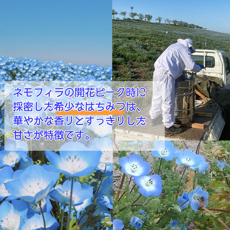 舞洲(まいしま)はちみつ