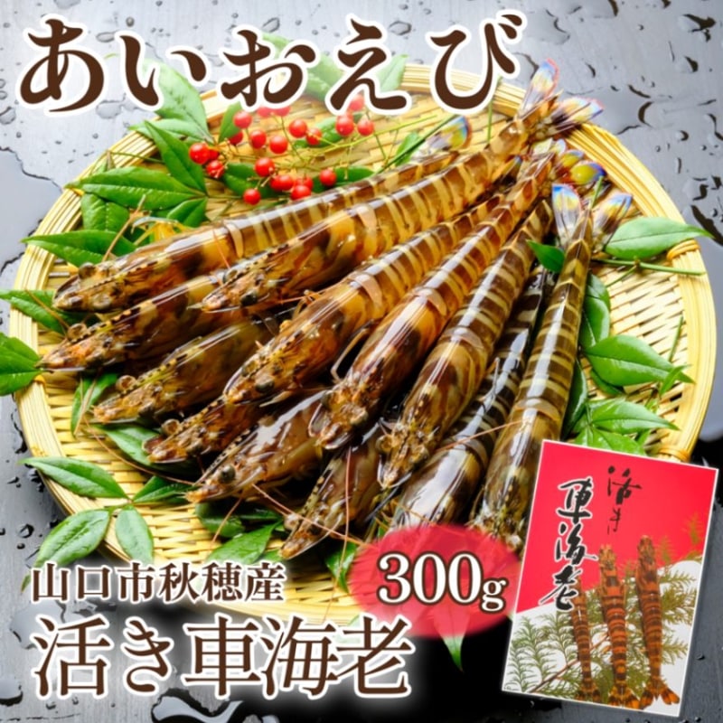 秋穂産活き車海老300ｇ 販売期間12月初旬から3月上旬