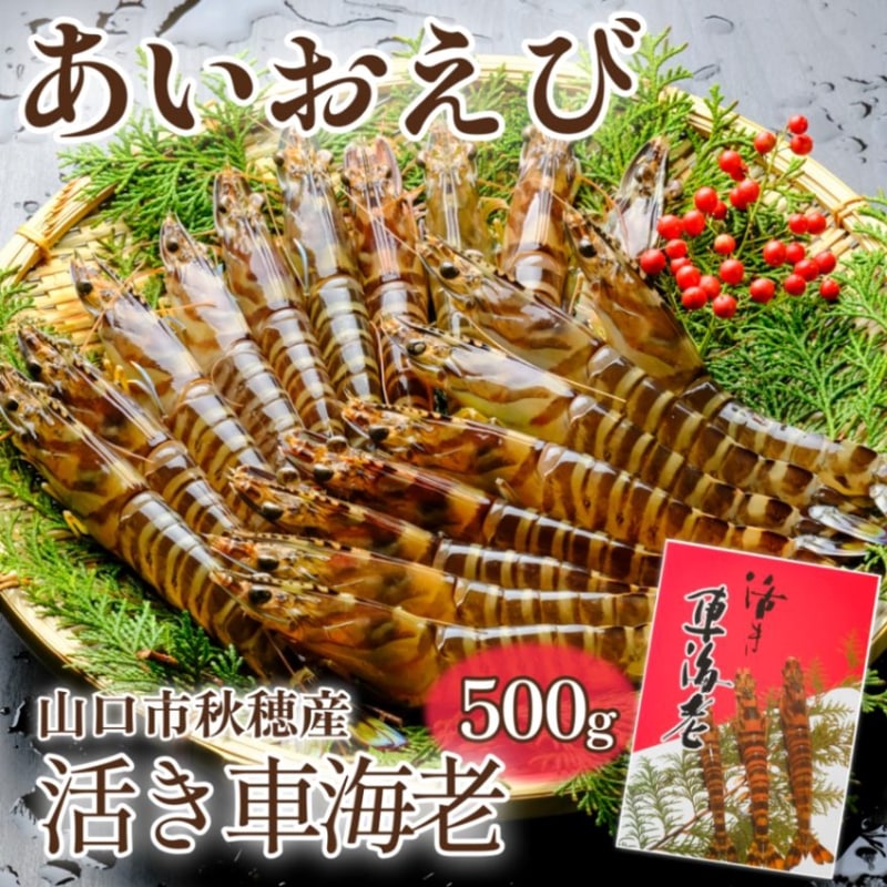 秋穂産活き車海老500ｇ 販売期間12月初旬から3月上旬