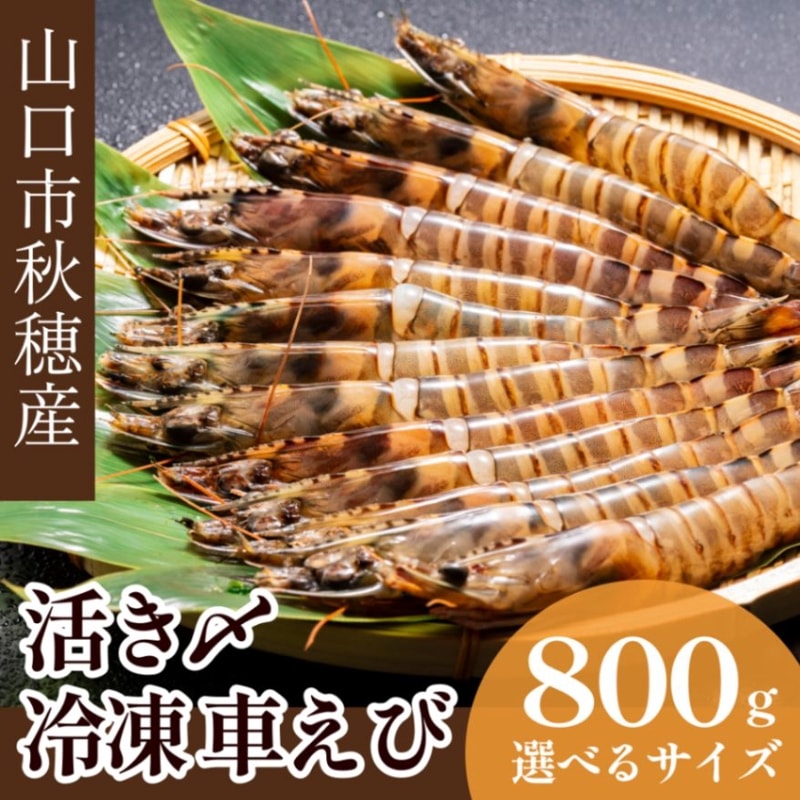 秋穂産活き〆冷凍車海老400ｇ×2