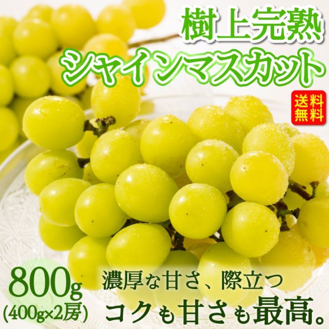 予約販売 樹上完熟シャインマスカット 800g(400g×２房) お届け9月中旬～11月中旬予定 福岡産 送料無料