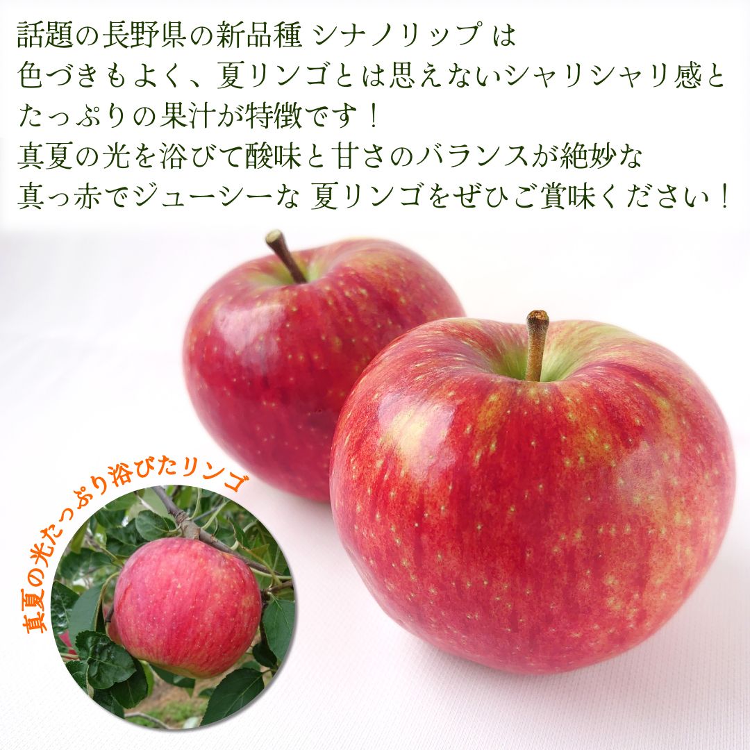 7月頃予約開始】新品種りんご シナノリップ 秀品 約1.8kg(5～10玉) お