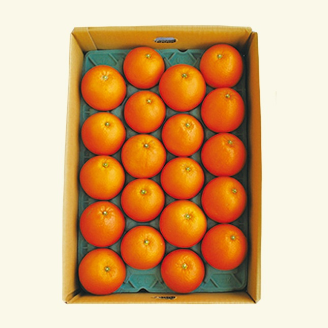 12月頃予約開始】網田ネーブル 4.5kg【贈答用】DM | 果物・野菜 | 毎日通販