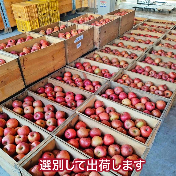 サンふじ 2kg※送料1,000円2箱以上で送料無料※ | 果物・野菜 | 毎日通販