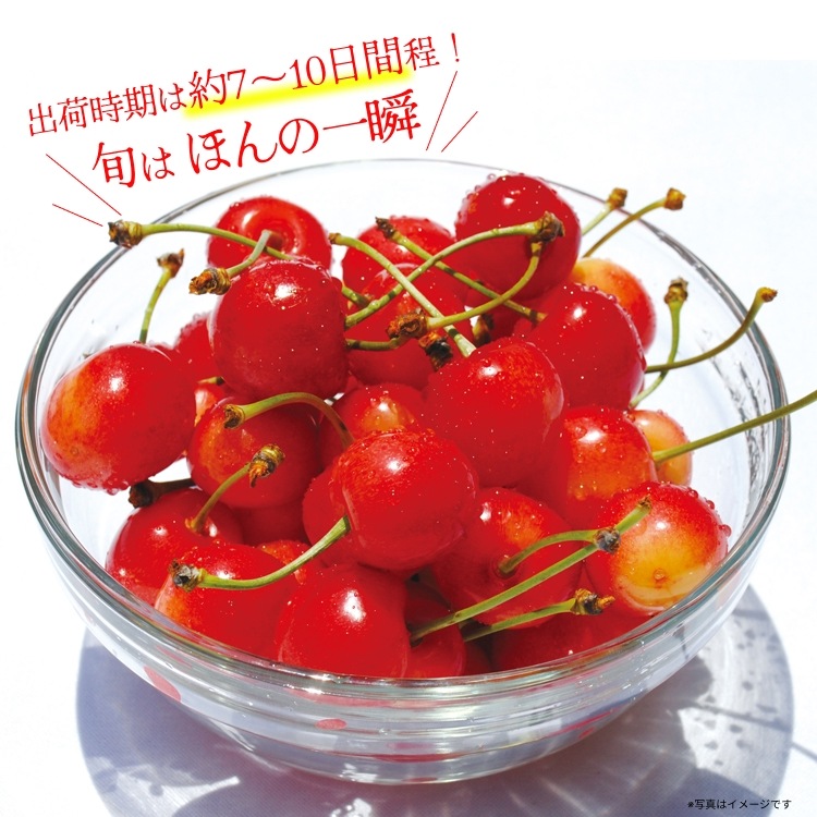 ヤマト運輸様限定特別特価】【予約販売】山形県産 さくらんぼ 佐藤錦
