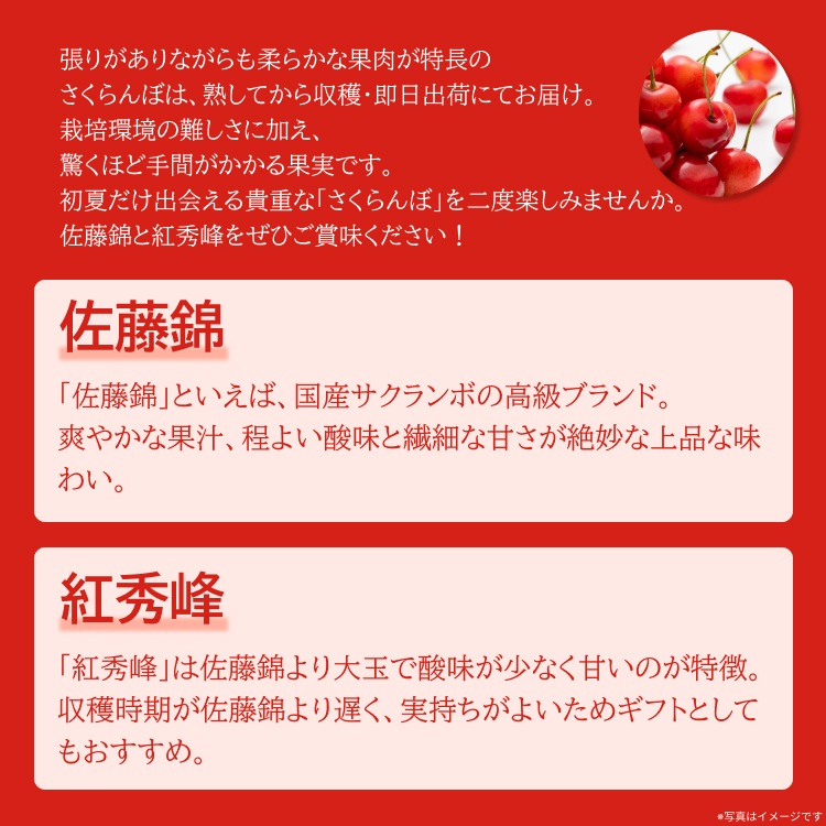 予約】山形県産 さくらんぼ 佐藤錦 <1.6kg(200g×8パック)// 秀品