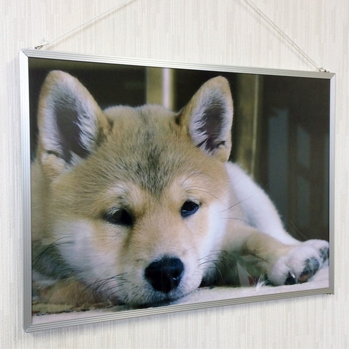 ��������ѥ� �ե졼��ù� A0(841��1189)