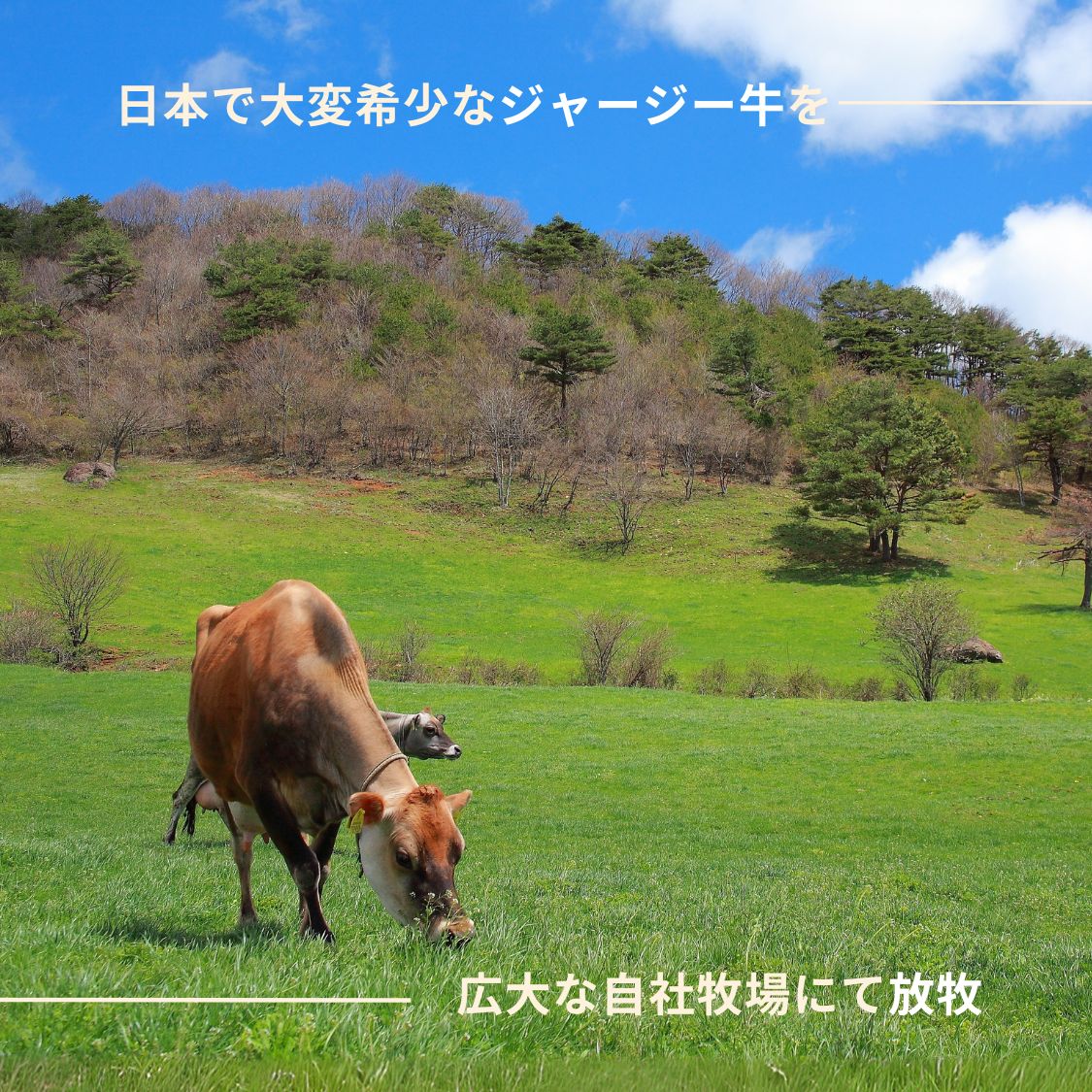 放牧ジャージー アイス 自宅用 まきばのジャージー 食べ比べ ベーシック 6個 セット