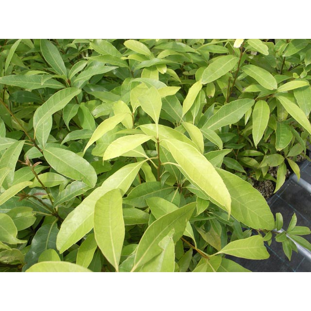 ���饫�������ڡ�������