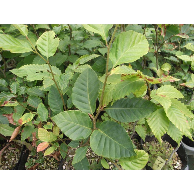 �֥ʤ����ڡ�������