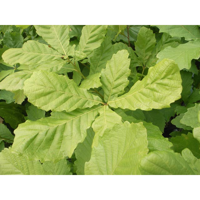 �ʥ饬��������ڡ�������