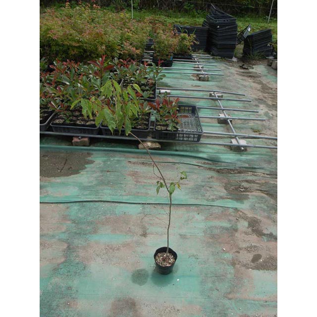 ���䥭�����ڡ�������