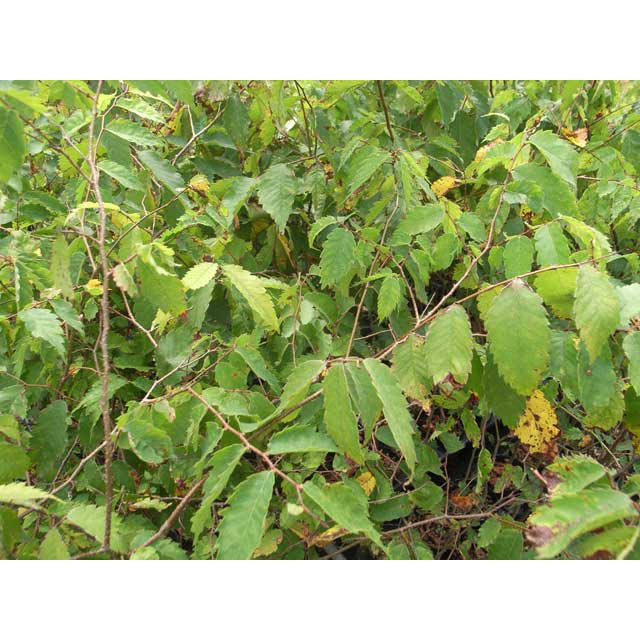 ���䥭�����ڡ�������