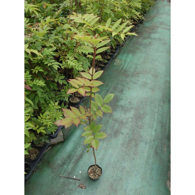 �ʥʥ��ޥɤ����ڡ�������