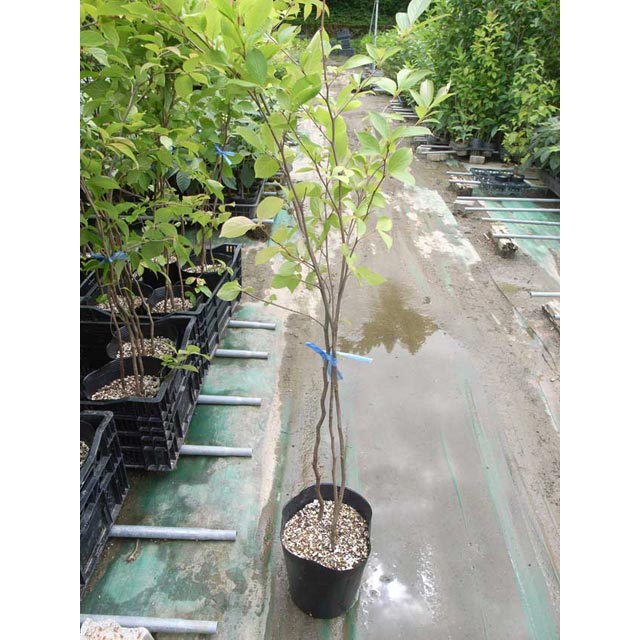 �ʥĥĥХ������ڡ�������