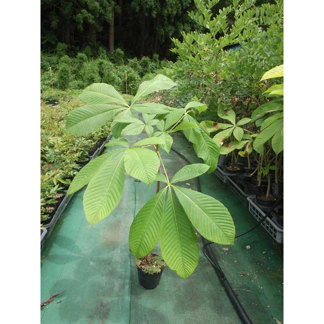 �ȥ��Υ������ڡ�������